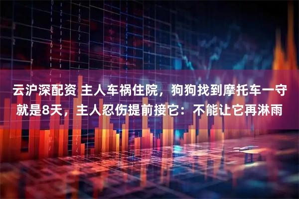 云沪深配资 主人车祸住院，狗狗找到摩托车一守就是8天，主人忍伤提前接它：不能让它再淋雨